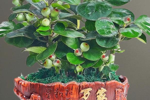 菩提树与家的风水