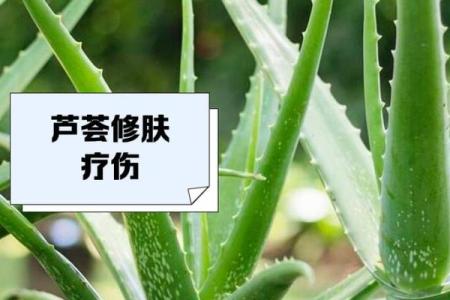 芦荟的风水作用