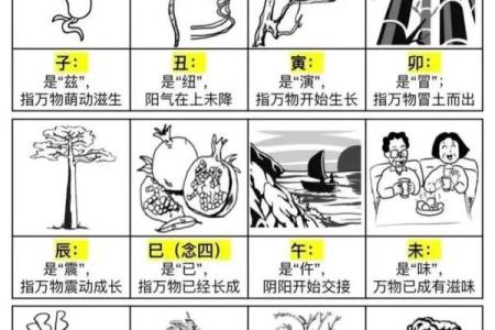 从零开始学八字（八）--十二地支（6）
