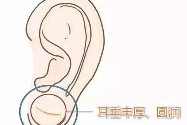耳朵风水里代表什么