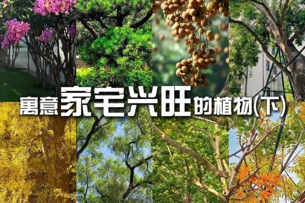 家宅庭院布局让风水锦上添花！