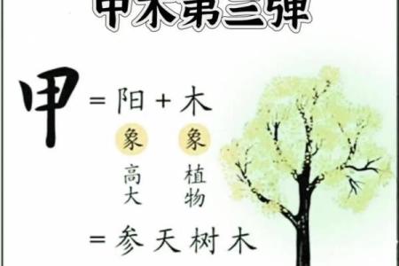 八字甲木命