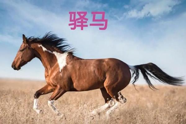 紫薇斗数驿马星