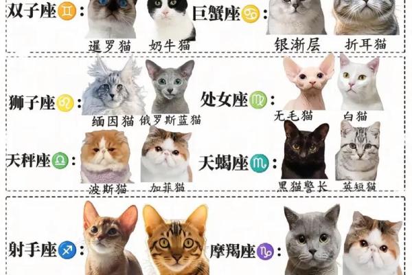 哪个星座适合看猫咪的性格