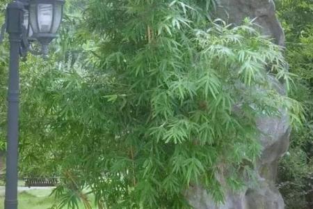 房子里生竹子好吗风水