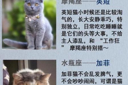 哪个星座适合看猫咪的性格
