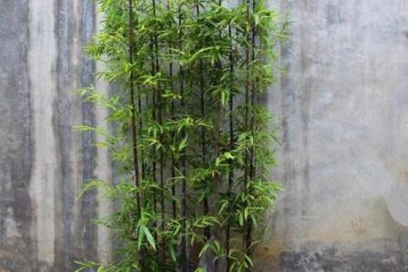 竹竿的风水