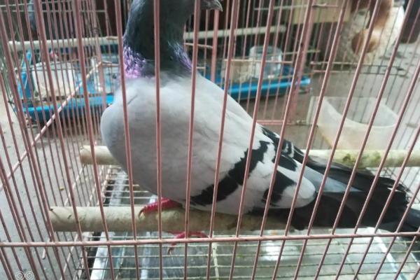 养鸽子与风水家庭和谐的源泉